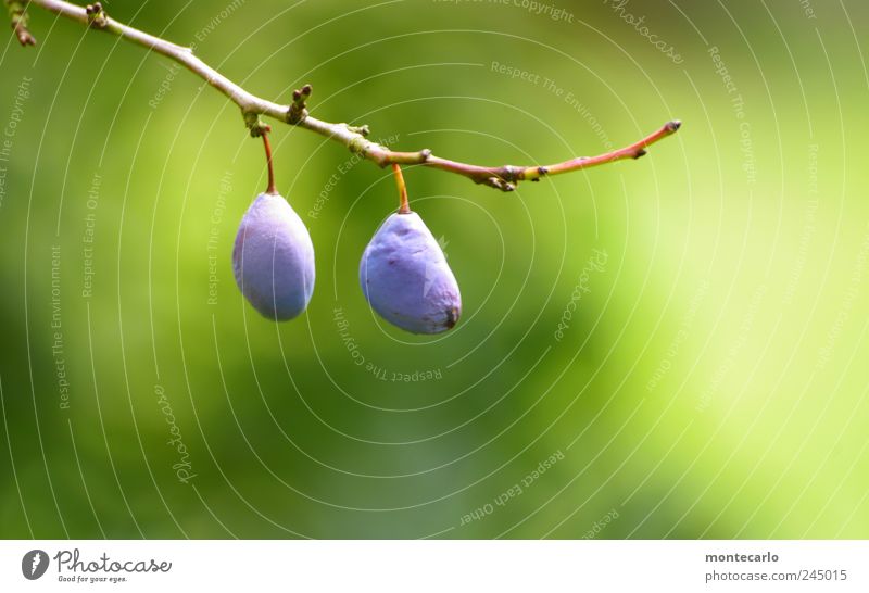 oblivious Food Fruit Plum Authentic Fresh Healthy Delicious Juicy Sweet Blue Green Multicoloured Exterior shot Close-up Detail Copy Space right Day