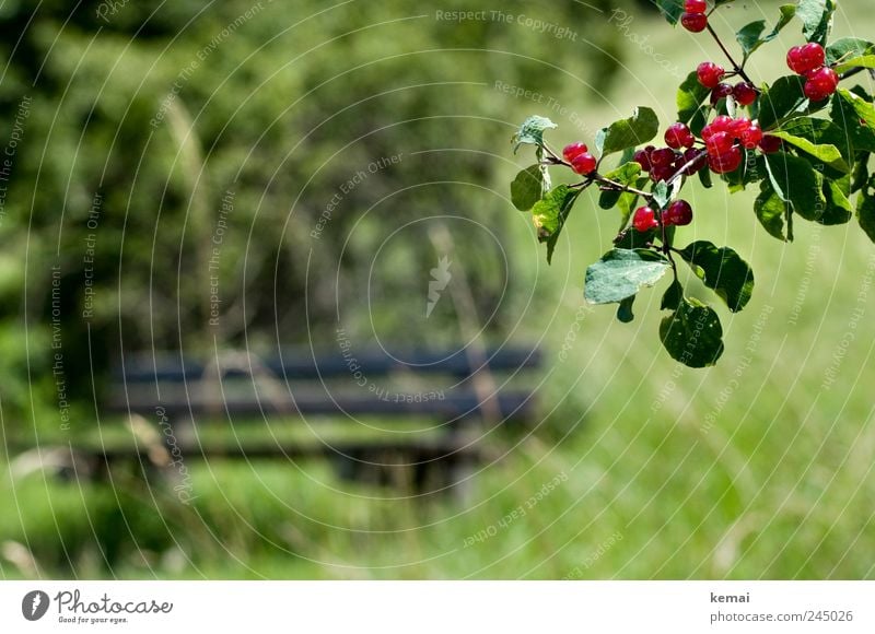 POISONOUS Environment Nature Landscape Plant Sunlight Summer Beautiful weather Grass Bushes Leaf Foliage plant Wild plant Twig Branch Meadow Bench Hang Growth