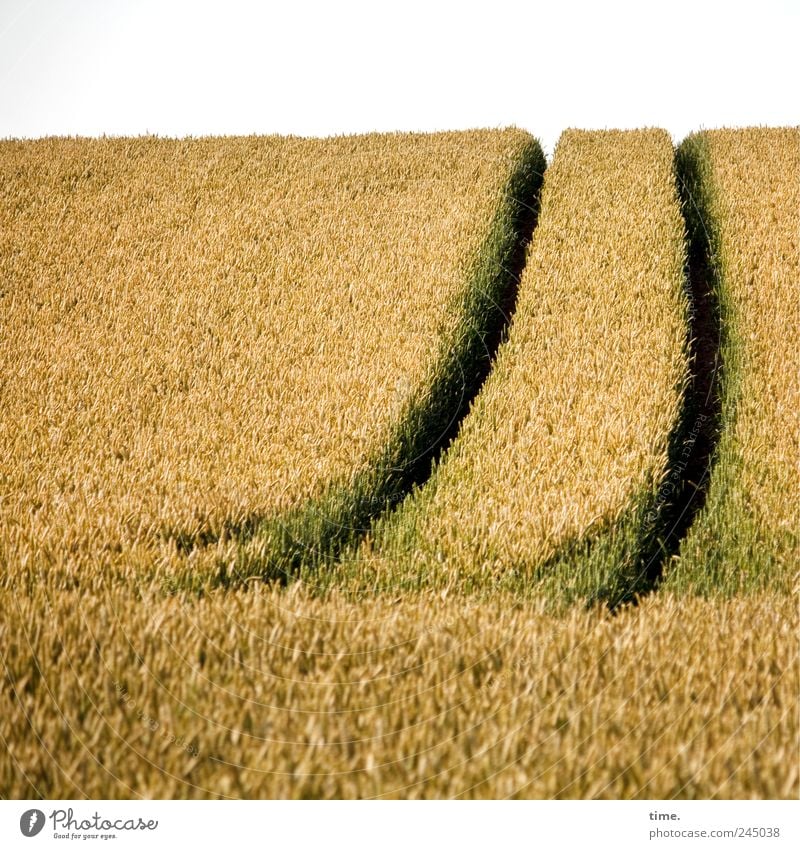 There's work Grain Summer Agriculture Forestry Horizon Field Hill Lanes & trails Yellow Green Cornfield Tracks Ear of corn Swing Curve Forest path Wheat Furrow