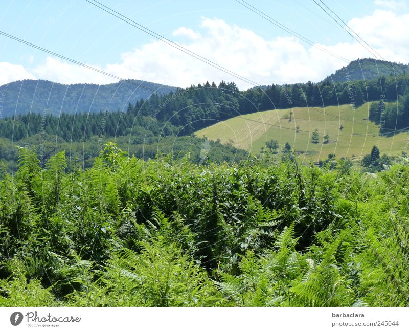 Between mountain and valley Hiking Nature Landscape Sky Summer Beautiful weather Bushes Forest Hill Mountain Valley Movement Going Looking Free Fresh Natural