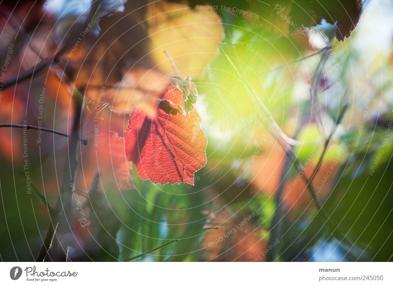 shining Nature Autumn Tree Leaf Autumnal Spring colours Autumnal colours Early fall Hazelnut leaf Illuminate Authentic Exceptional Fantastic Natural Beautiful