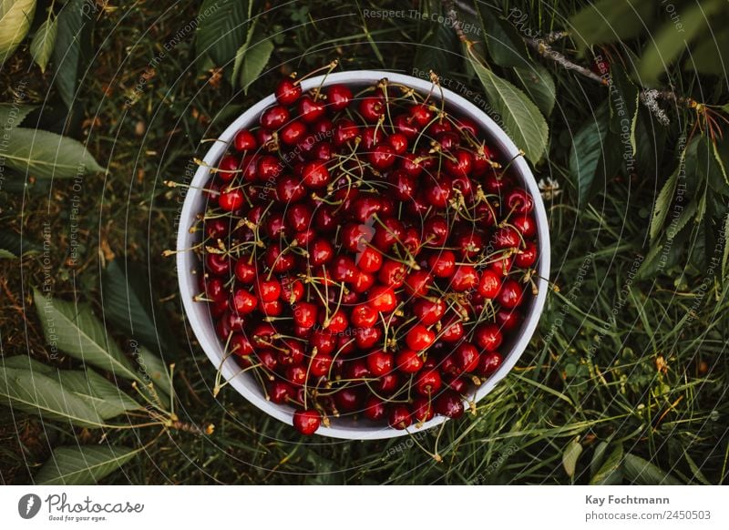 Bowl full of ripe cherries Food Fruit Cherry Nutrition Picnic Organic produce Leisure and hobbies Summer Summer vacation Garden Agriculture Forestry Trade