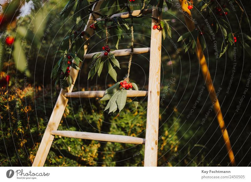 Ladder on a tree full of sweet cherries Fruit Cherry Cherry tree Organic produce Vacation & Travel Summer Summer vacation Nature Plant Beautiful weather Tree