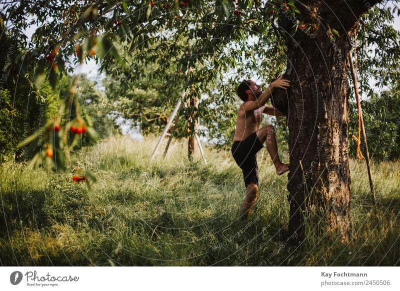 Young man climbs a cherry tree Lifestyle Joy Happy Wellness Well-being Leisure and hobbies Vacation & Travel Trip Freedom Summer Summer vacation Climbing