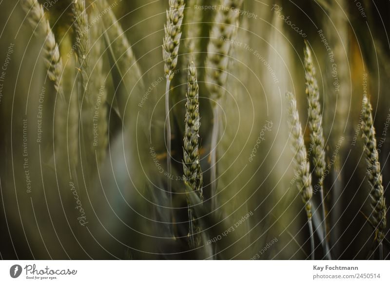 Wheat ears in the evening light Grain Nutrition Organic produce Vegetarian diet Trip Summer Agriculture Forestry Nature Landscape Plant Beautiful weather