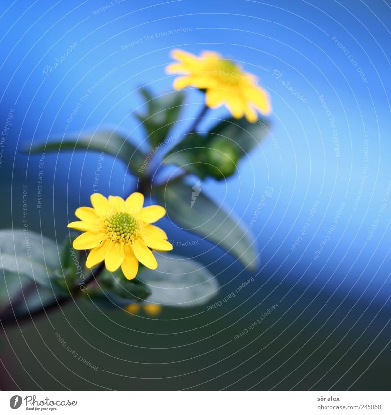 two hundred Nature Plant Summer Flower Leaf Blossom Pot plant Blue Yellow 2 Colour photo Multicoloured Exterior shot Close-up Macro (Extreme close-up) Deserted