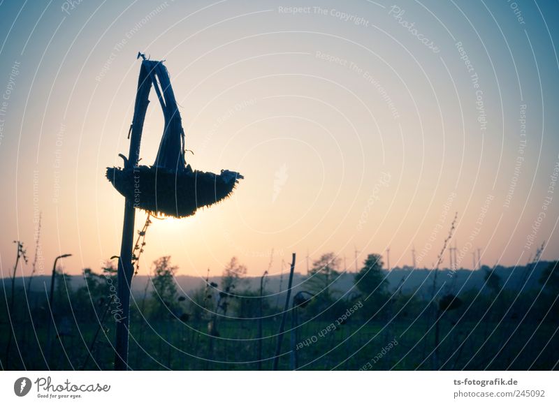 Don't hang your head! Environment Nature Landscape Plant Sky only Cloudless sky Horizon Sunrise Sunset Summer Climate change Beautiful weather Drought Blossom