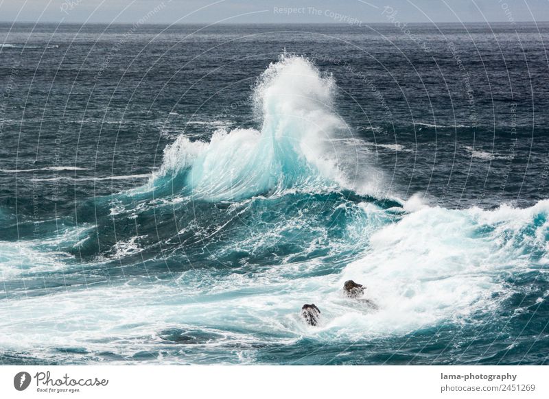 making waves Nature Elements Water Wind Gale Waves Coast Ocean Atlantic Ocean White crest Surf Madeira Wild Blue Environmental protection Colour photo