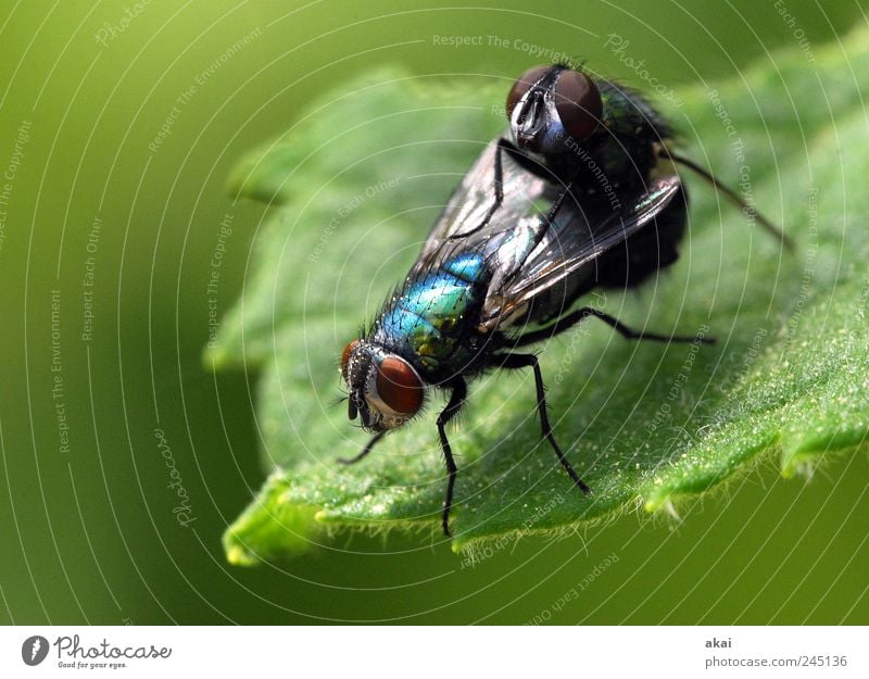 sex Plant Animal Foliage plant Fly 2 Blue Green Black Contentment Attachment Colour photo Macro (Extreme close-up) Day Shallow depth of field