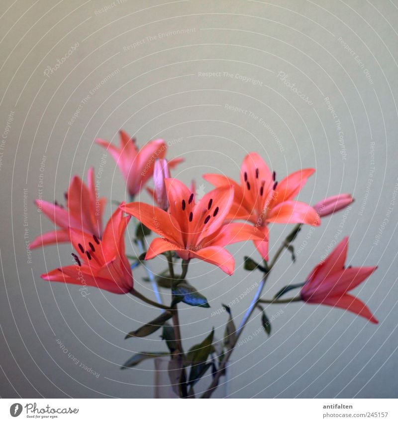 lilies Plant Flower Leaf Blossom Lily Lily plants Lily blossom Vase Bouquet Flower vase Glass Esthetic Beautiful Gray Red Orange apricot Pistil Pollen