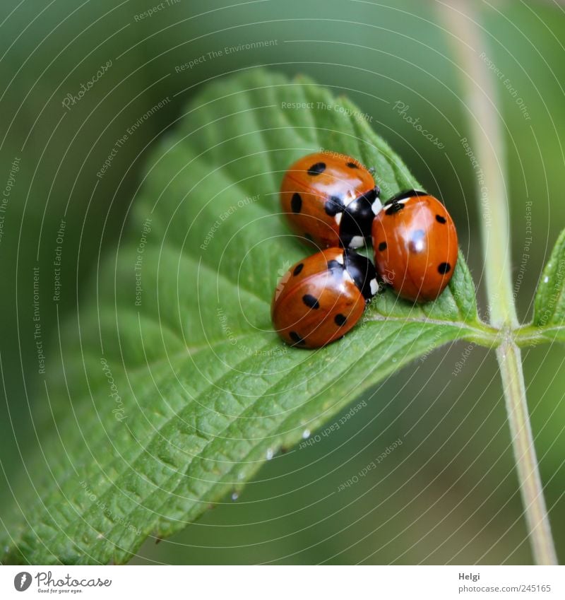 three ladybirds cuddled together on one leaf Environment Animal Summer Beautiful weather Leaf Foliage plant Wild plant Beetle Ladybird 3 Group of animals Crawl