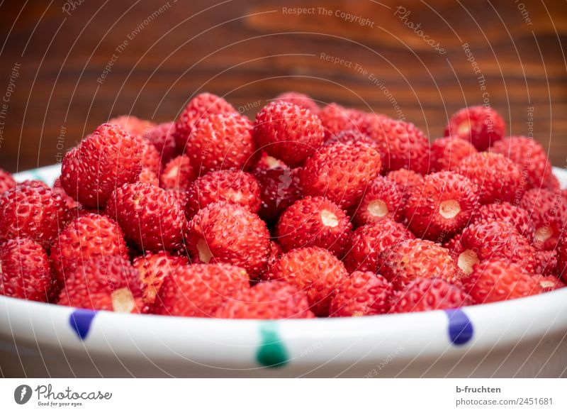 Lots and lots of wild strawberries Fruit Organic produce Vegetarian diet Summer Fresh Red To enjoy Wild strawberry Bowl Strawberry Small Collection Harvest