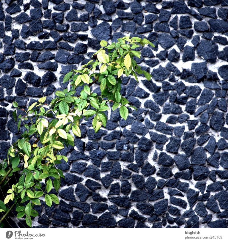 wall flakes Plant Leaf Foliage plant Gray Green Wall (barrier) Wall plant Twigs and branches Stone wall Colour photo Subdued colour Exterior shot Deserted Day