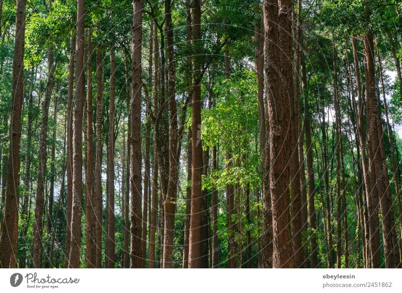 Many pine trees in the park. Sorted neatly. Sun Mountain Nature Landscape Horizon Tree Park Drop Growth Natural Wild Green Black Conserve rugged preservation