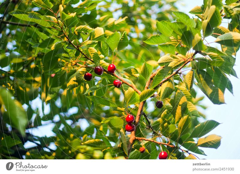 cherries Cherry Fruit Vitamin Branch Tree Garden Sky Heaven Garden plot Garden allotments Deserted Nature Plant Calm Summer Copy Space Depth of field Twig