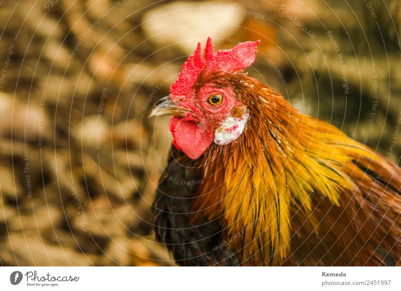 Beautiful wild rooster in the field, blur effect background. Nature Landscape Animal Autumn Pet Bird Wing Natural agrarian Beak chanticleer. Chicken Rooster