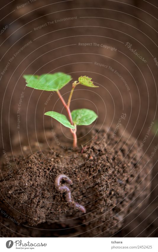 New life Vegetable Coffee Money Life Garden Gardening Financial Industry Business Environment Nature Plant Earth Spring Tree Leaf Worm Growth Fresh Small