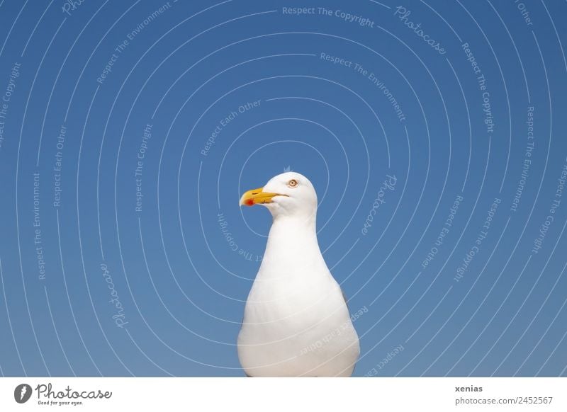 Silver Gull posing against a blue sky Seagull Sky Silvery gull Cloudless sky Beautiful weather Coast North Sea Baltic Sea Ocean Animal Wild animal birds 1