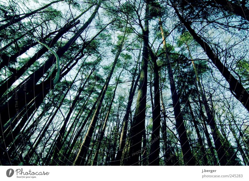 BLICKWINKEL Environment Nature Landscape Plant Sky Summer Tree Forest Exceptional Long Blue Brown Green Black Deciduous forest Wood Distorted Colour photo