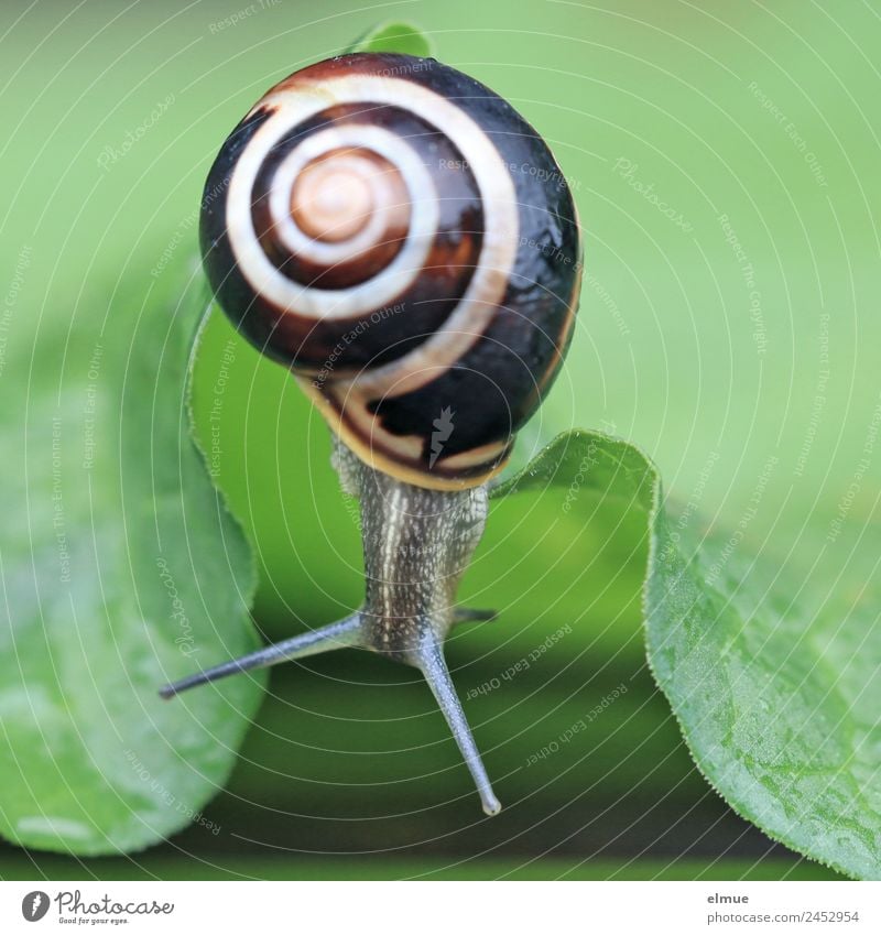 Garden snail IX Leaf Wild animal Snail Snail shell Feeler Goggle eyed Spiral Screw thread Suck-up Curiosity Retreat hanging party Hang Slimy Optimism Brave