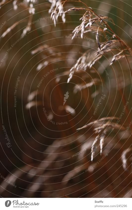 windblown grass grasses Wind Blown away Brown blown away by the wind Dark brown differently Grass Wild plant Tuft of grass windy reed moss Grass tip