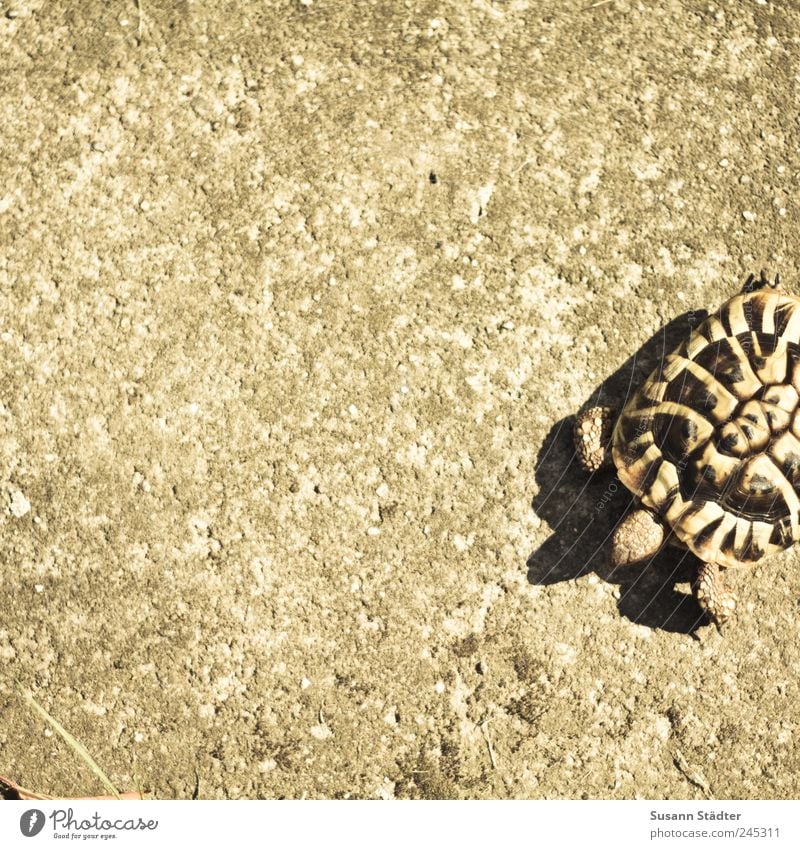 lawn mower Animal Pet Hunting Turtle Tortoise-shell Shell Walking Toad migration Concrete floor To go for a walk Going Subdued colour Day Light Shadow