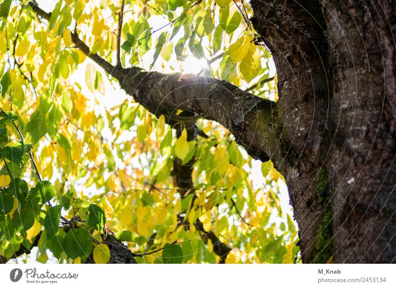 Sunlight shines through leaves in the tree Environment Nature Landscape Plant Animal Spring Summer Weather Beautiful weather Tree Leaf Garden Forest Breathe