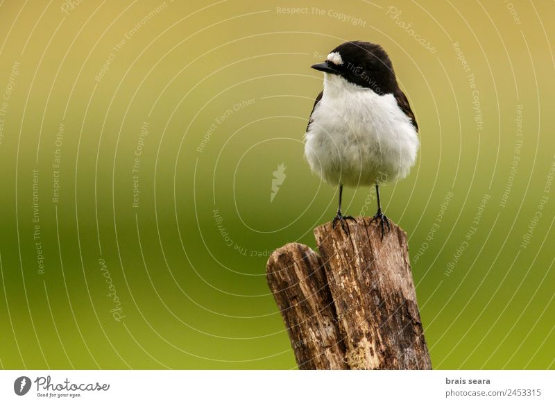 European Pied Flycatcher Tourism Safari Science & Research Biology Ornithology Biologist Masculine Environment Nature Animal Earth Field Wild animal Bird 1 Wood