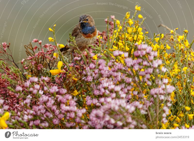 Bluethroat Safari Biology Ornithology Masculine Environment Nature Animal Earth Spring Plant Flower Field Wild animal Bird 1 Love of animals bluethroat