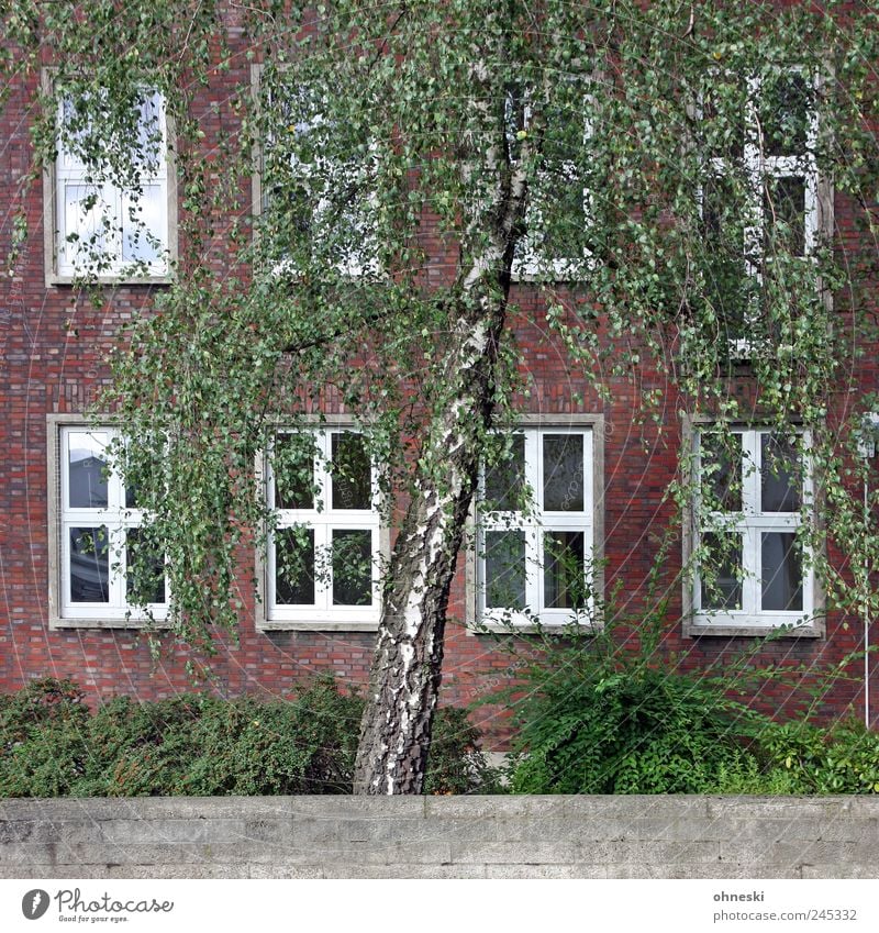 A house in the green Tree Bushes Foliage plant Birch tree House (Residential Structure) Manmade structures Building Wall (barrier) Wall (building) Facade Window