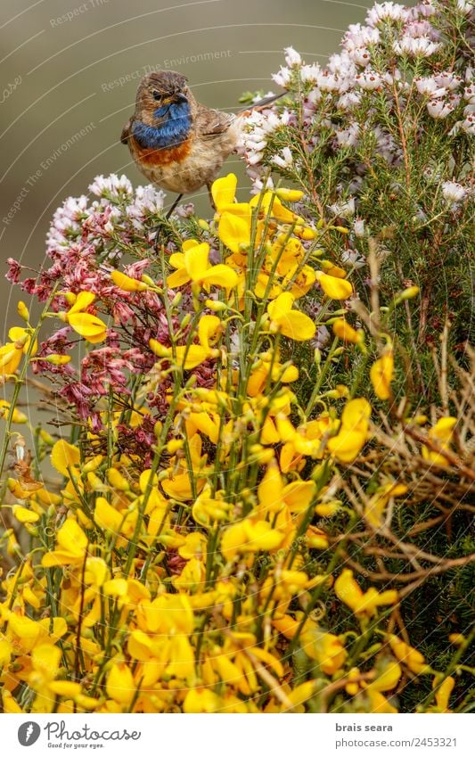 Bluethroat Biology Ornithology Biologist Man Adults Environment Nature Animal Earth Plant Flower Field Wild animal Bird 1 Love of animals bluethroat