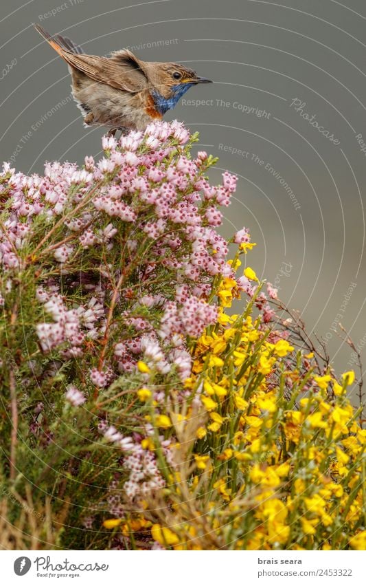 Bluethroat Tourism Safari Biology Ornithology Masculine Environment Nature Animal Earth Plant Flower Forest Wild animal Bird 1 Love of animals bluethroat