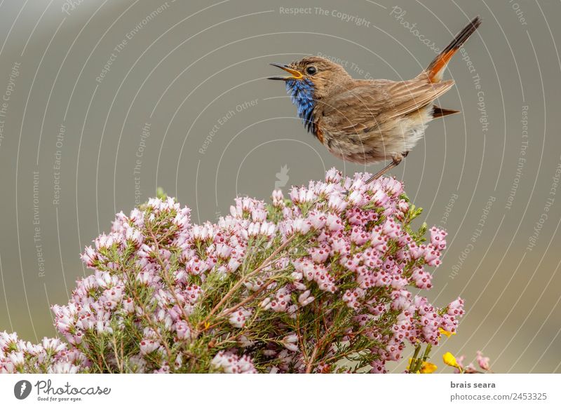 Bluethroat Biology Ornithology Masculine Environment Nature Animal Earth Spring Plant Flower Field Wild animal Bird 1 To talk Love of animals bluethroat