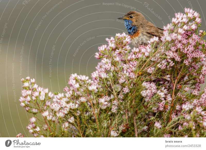 Bluethroat Safari Biology Ornithology Masculine Environment Nature Animal Earth Spring Plant Flower Field Wild animal Bird 1 Vacation & Travel Pink