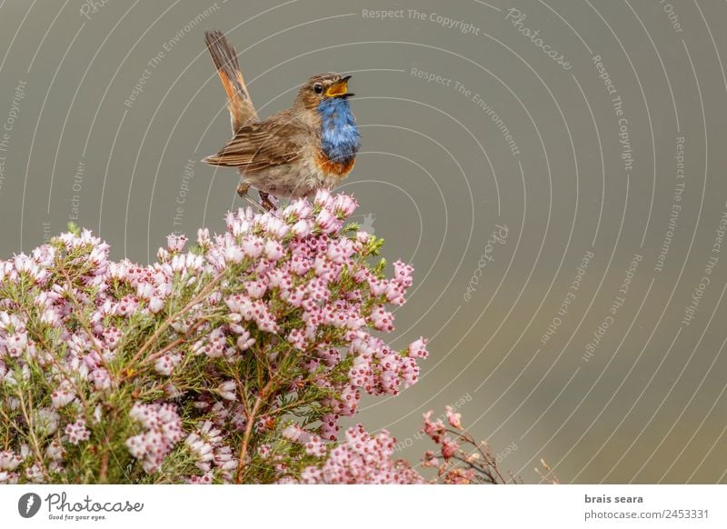 Bluethroat Ornithology Sing Biology Masculine Man Adults Environment Nature Plant Animal Earth Spring Flower Field Wild animal Bird 1 Free Natural Pink