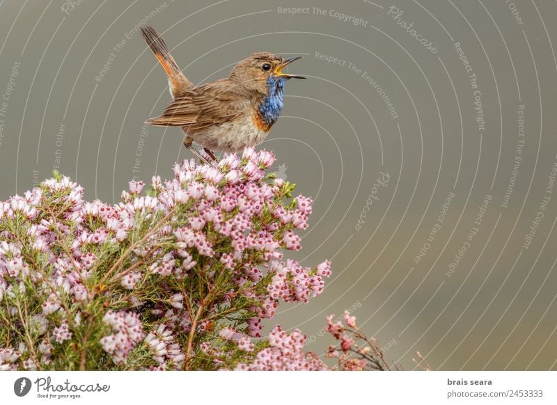 Bluethroat singing Leisure and hobbies Ornithology Safari Biology Masculine Environment Nature Plant Animal Earth Spring Flower Field Wild animal Bird 1 Love