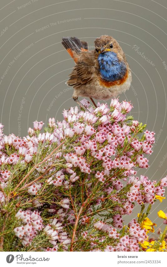 Bluethroat Biology Ornithology Masculine Environment Nature Animal Earth Spring Plant Flower Field Wild animal Bird 1 Free Cute Pink Love of animals