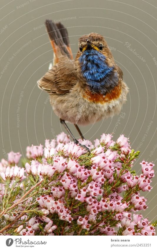 Bluethroat Tourism Safari Science & Research Biology Ornithology Biologist Masculine Environment Nature Animal Earth Flower Field Wild animal Bird 1 Pink