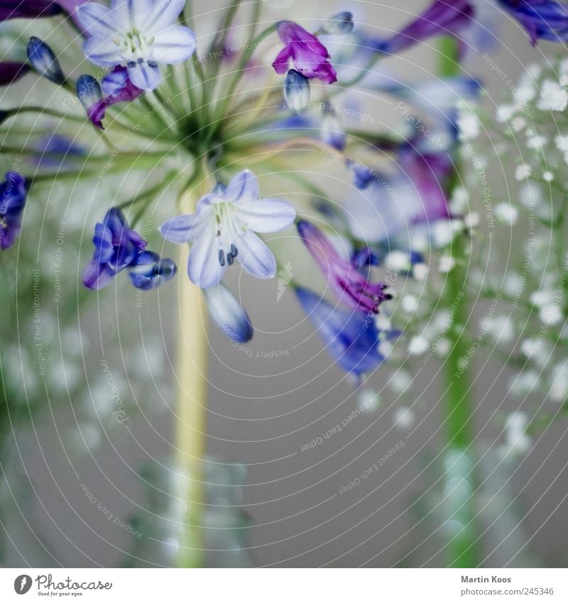 Blue flower Elegant Style Design Life Harmonious Well-being Senses Nature Plant Flower Growth Contentment Joie de vivre (Vitality) Spring fever Sympathy