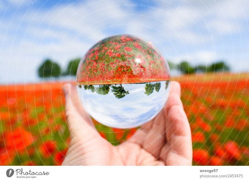 World upside down | more poppy seeds Nature Landscape Plant Sky Horizon Summer Tree Agricultural crop Poppy Field Infinity Kitsch Round Beautiful Blue