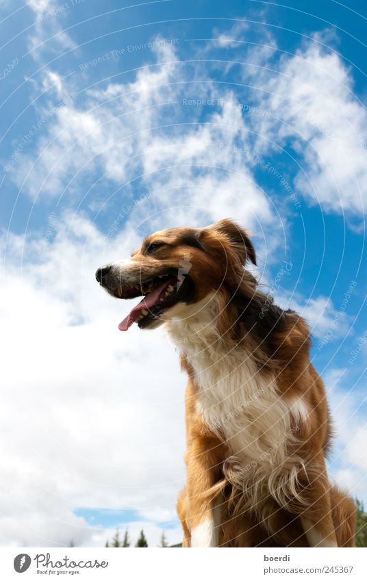 dOgsday Nature Animal Pet Dog 1 Freedom Breathe Colour photo Exterior shot Deep depth of field Worm's-eye view Animal portrait Looking away