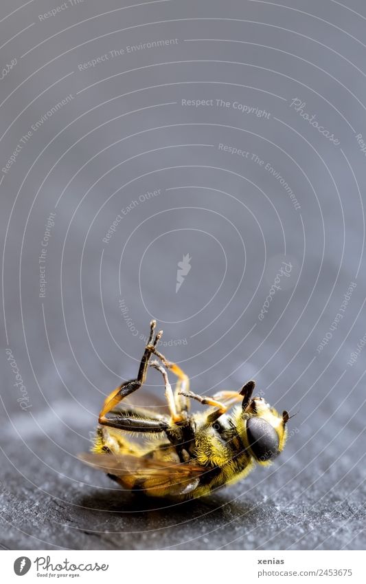 Macro shot of a hoverfly, yellow-black stripes, dead Dead animal Fly Hover fly 1 Animal Lie Yellow Gray Black Death fly bone insect eye mimicry die of insects