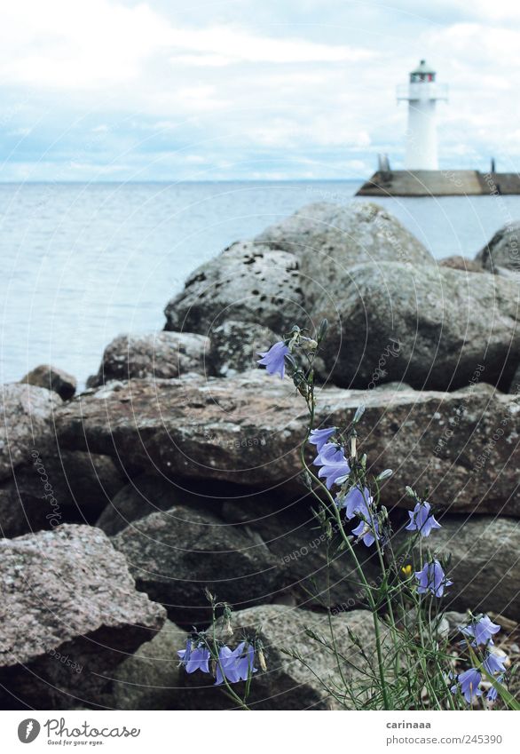 freedom Nature Landscape Plant Sky Clouds Spring Flower Grass Leaf Blossom Foliage plant Rock Waves Coast Lakeside Stone Water Far-off places Free Friendliness