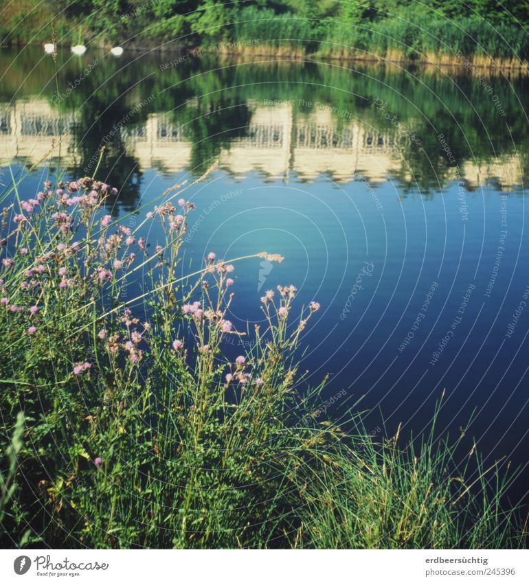 last summer... Nature Landscape Plant Water Summer Grass Bushes Wild plant Lakeside River bank Channel Facade Blue Relaxation Idyll Calm Peaceful Considerable