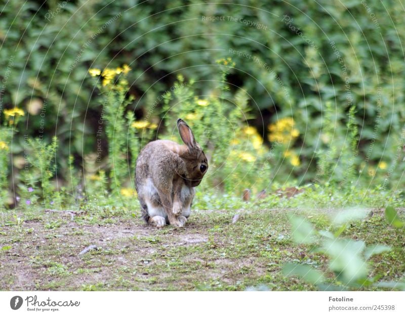 fur care Environment Nature Plant Animal Earth Summer Flower Grass Blossom Park Meadow Wild animal Pelt Paw Natural Cleaning Hare & Rabbit & Bunny Colour photo