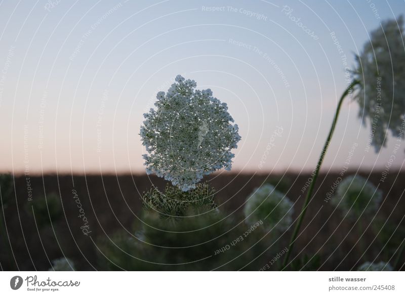 yarrow Environment Nature Landscape Plant Animal Summer Flower Blossom Wild plant Field Beautiful Idyll Exterior shot Close-up Twilight