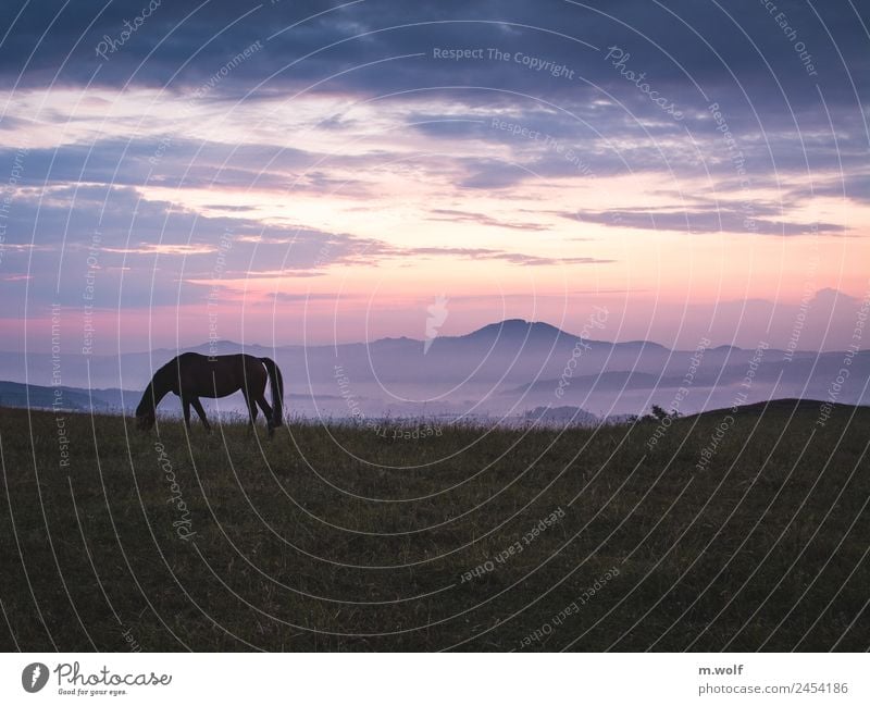 Silent morning Ride Equestrian sports Nature Landscape Sunrise Sunset Sunlight Summer Fog Meadow Hill Mountain Horse Observe To enjoy Dream Esthetic Natural