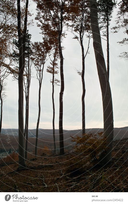 forest skeleton Sky Clouds Autumn Weather Tree Leaf Deciduous forest Vantage point Forest Hill Mountain Vienna Woods Hiking Dark Brown Gray Calm Loneliness