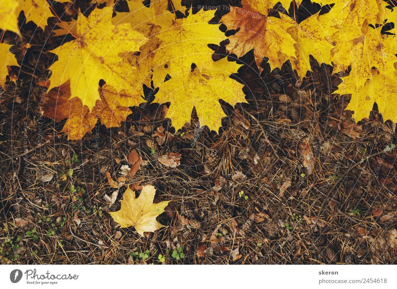 autumn maple leaves Environment Nature Landscape Plant Elements Autumn Climate change Weather Beautiful weather Foliage plant Garden Park Meadow Field Forest