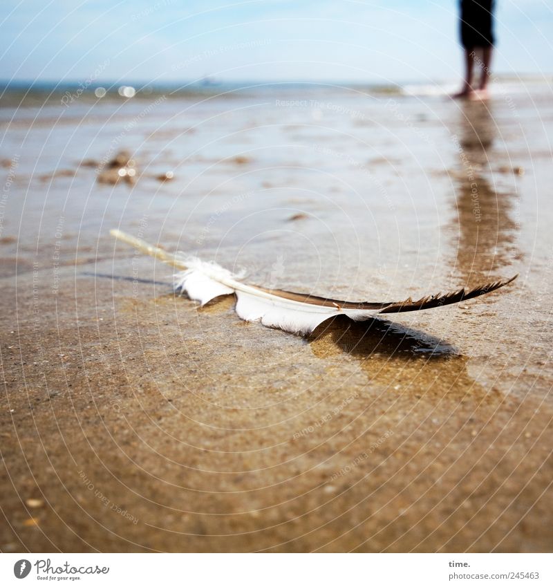 Jack Sparrow Memory Corner Beach Legs Water Coast Lie Wet Feather Damp Sylt Colour photo Subdued colour Exterior shot Close-up Detail Copy Space bottom Day